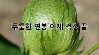 두툼한 면봉, 이제 걱정 끝!